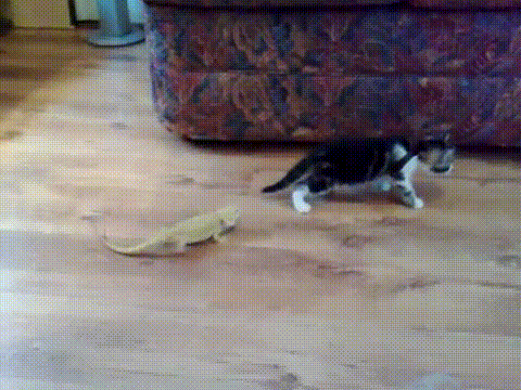 Cat jumping around lizards